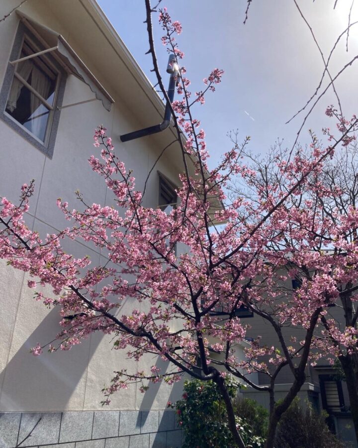 一宮市　野の花にて　河津桜に春を見る